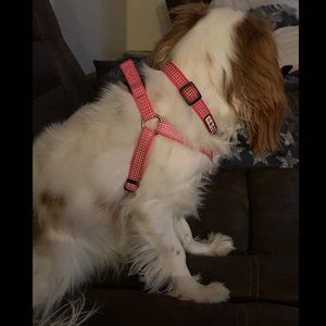 NWOT Pawtitas Reflective Step in Dog Harness